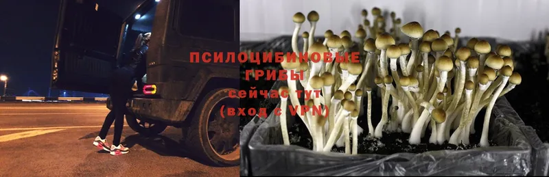 Галлюциногенные грибы MAGIC MUSHROOMS  гидра зеркало  Амурск  цены  